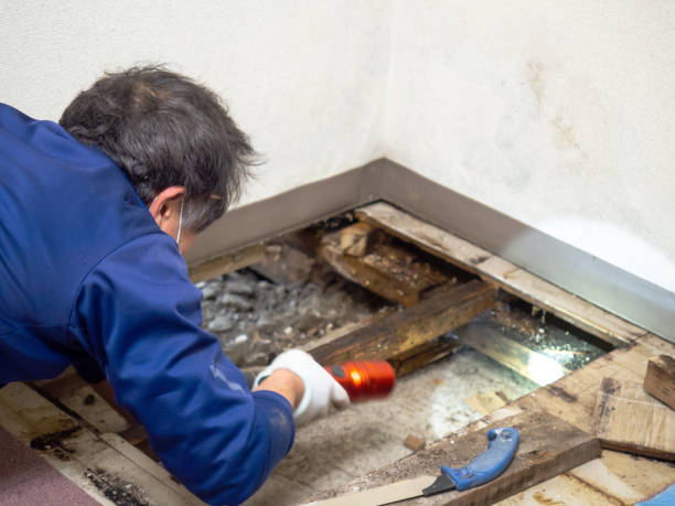 Best Basement Mold Remediation in One Loudoun, VA