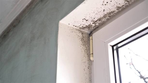 Best HVAC Mold Remediation in One Loudoun, VA