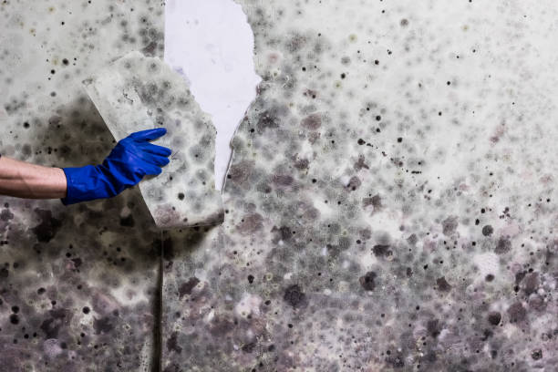 Best Bathroom Mold Remediation in One Loudoun, VA